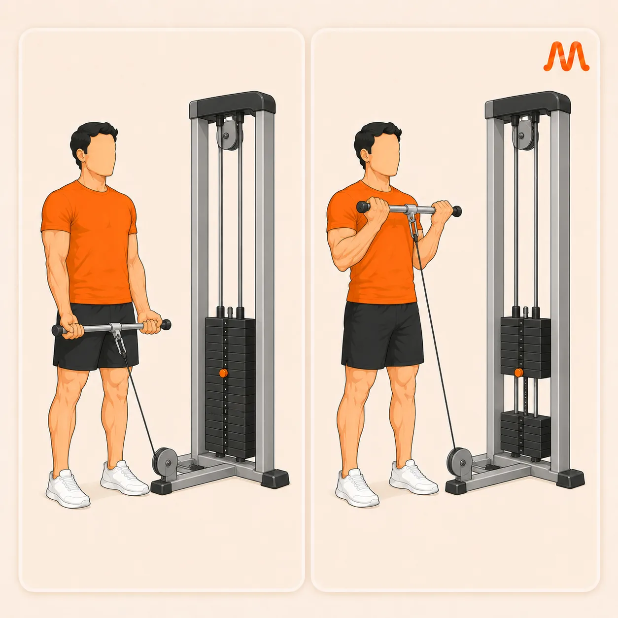 Cable Curl exercise illustration